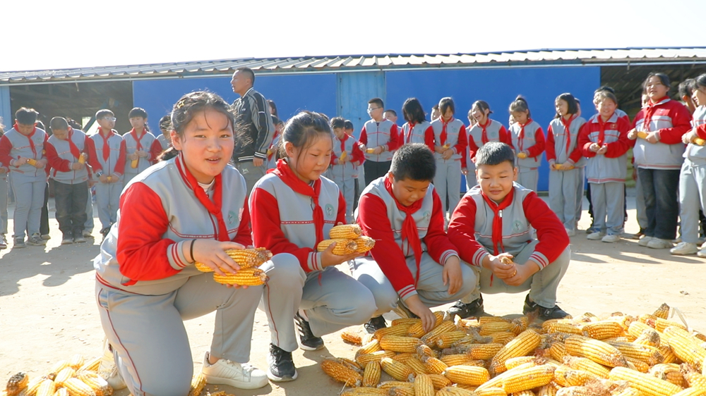 小学生在劳动实践基地剥玉米。郭强摄
