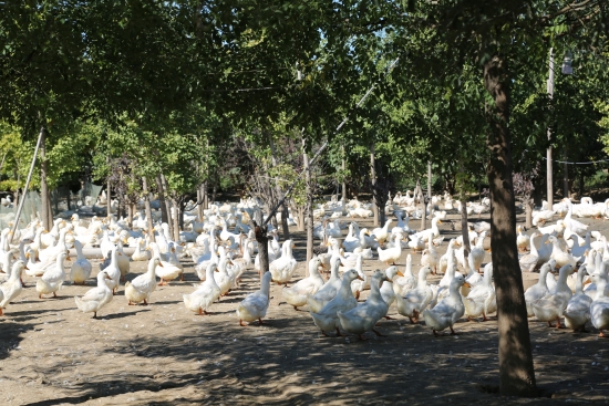 姚家庄村種鴨養殖基地。魏榮亮攝