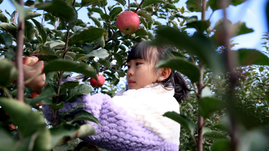 孩子在农场体验苹果采摘。马雅雄摄