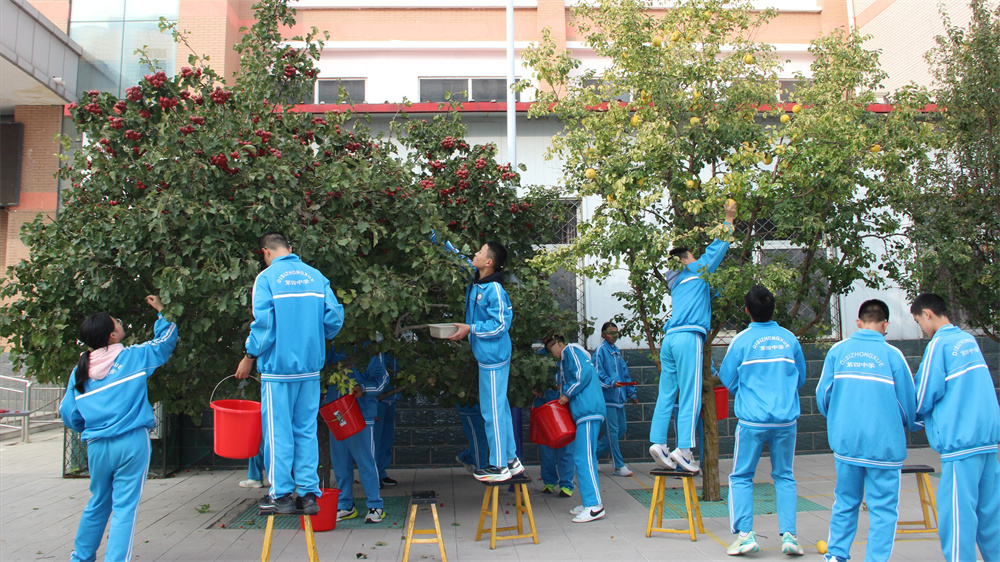 肃宁县第四中学学生们正在采摘山楂。赵海薇摄
