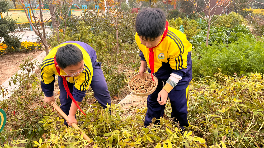 肃宁县第六实验小学学生正在收获花生。解祎摄