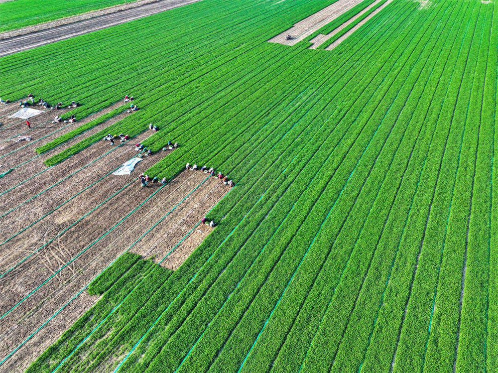 在河北省唐山市丰南区小集镇钱庄村，农户们忙着收获香菜。毕帅摄