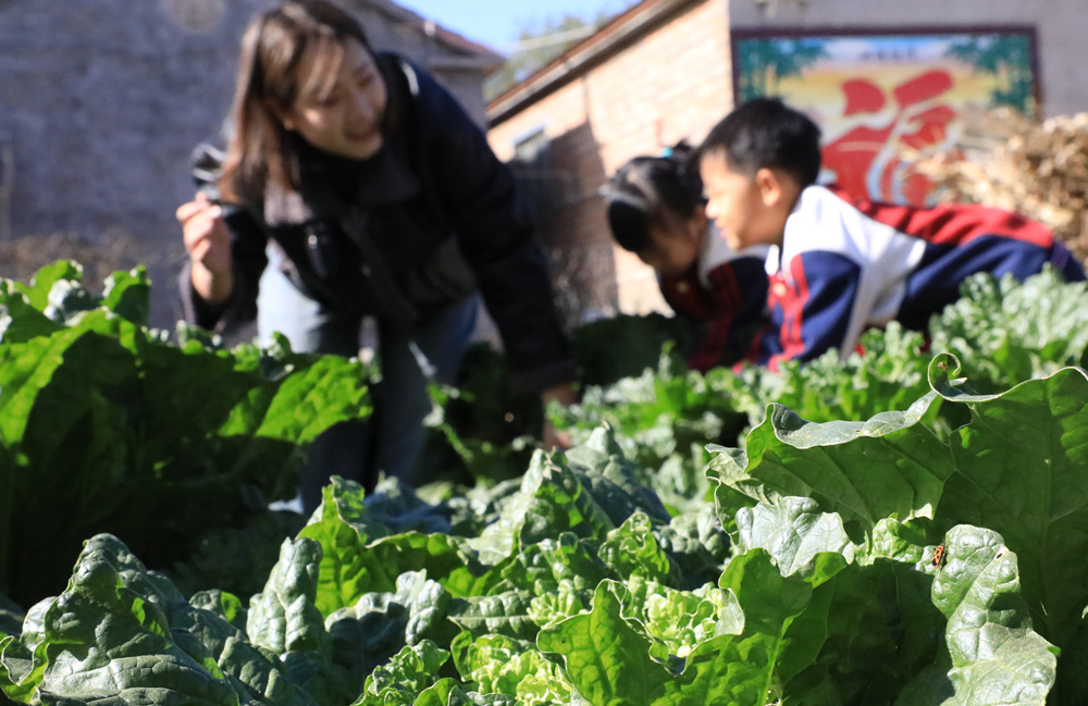 11月4日，杜林鎮中心幼兒園小朋友和老師在收白菜。劉金忠攝