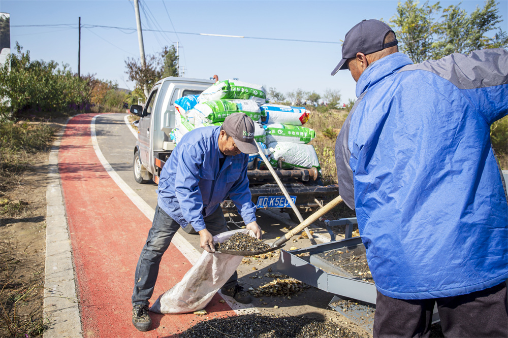 11月5日,河北省邯郸市复兴区二六七二街道东高河村,村民用油葵脱粒机脱油葵籽。聂长青摄