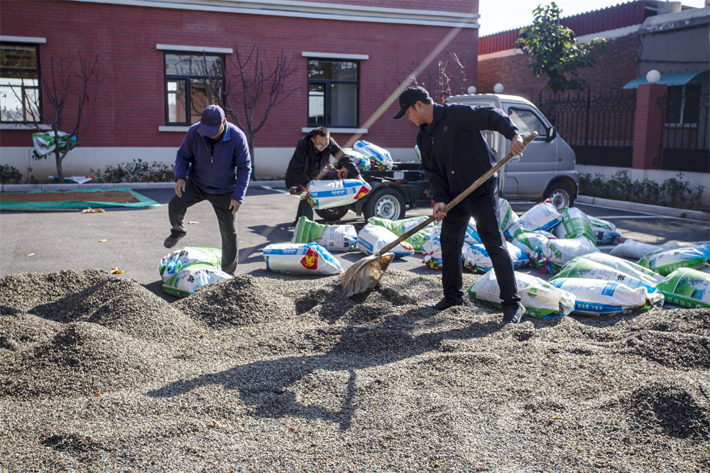 11月5日,河北省邯郸市复兴区二六七二街道东高河村,村民在晾晒油葵籽。聂长青摄