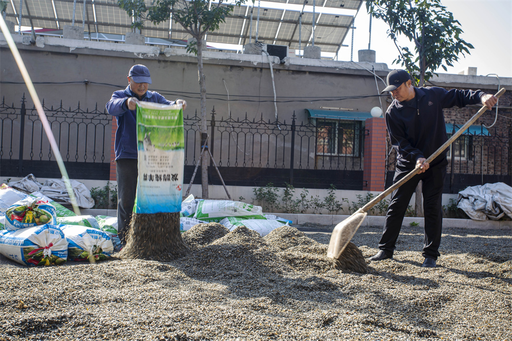 11月5日，河北省邯郸市复兴区二六七二街道东高河村，村民在晾晒油葵籽。聂长青摄