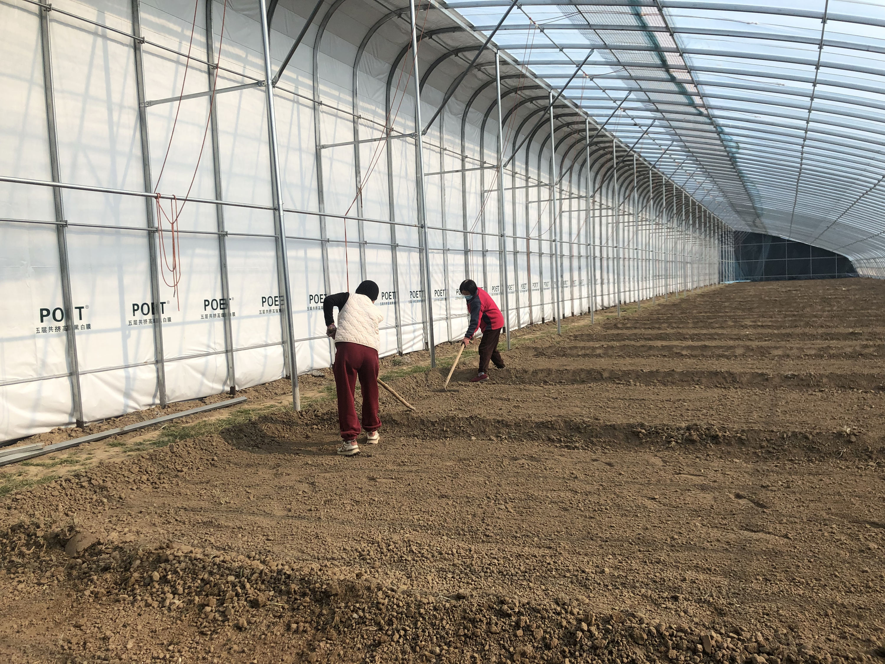 11月7日，在高碑店市肖官营镇西垡头村“共富菜园”大棚种植基地，工人正在松土。梁萌摄