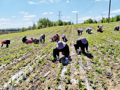 小厂镇新兴社区村民在北苍术种植试验基地务工。