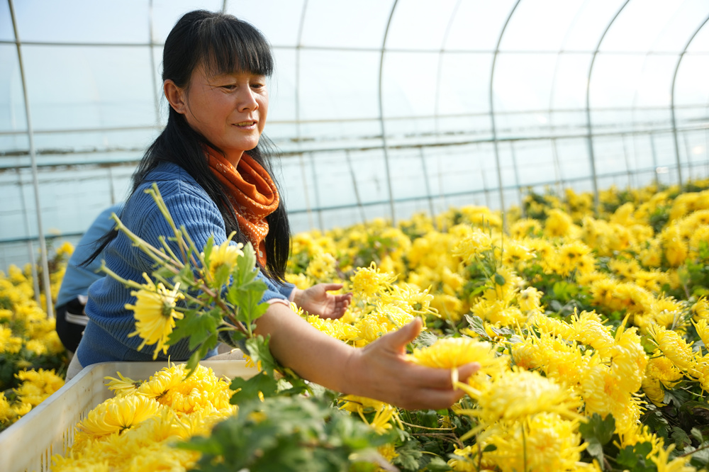 农民在采收菊花。王铄摄