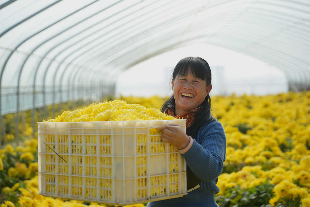 农民在采收菊花。王铄摄