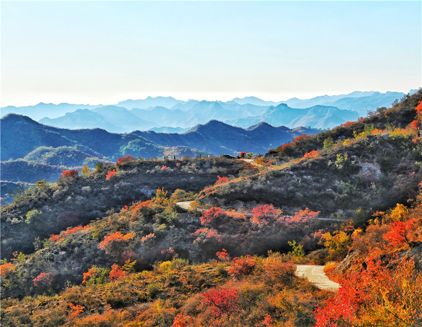 石家庄市白土岭层林尽染。张永辉摄