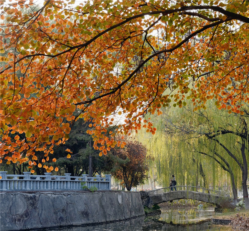 石家庄市植物园行人步履悠闲欣赏风景。刘娣摄