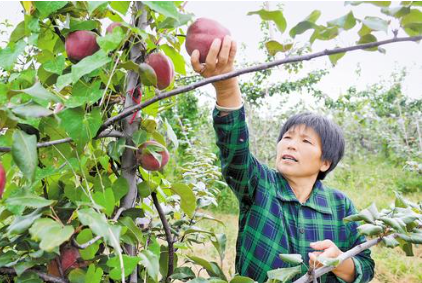 9月20日，果農在武邑縣紅梨示范園採摘紅梨。本報記者 焦 磊攝