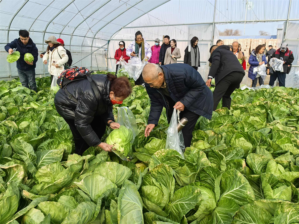 12月8日，游客在隆尧县东良镇黄营村白菜大棚里采摘大白菜。杨秋芳摄