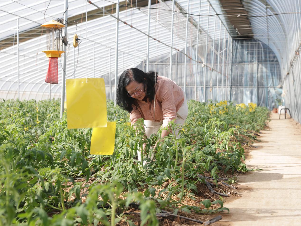 在沧州市新华区顾官屯村蔬菜大棚里，西红柿等果蔬长势喜人。杨晨摄