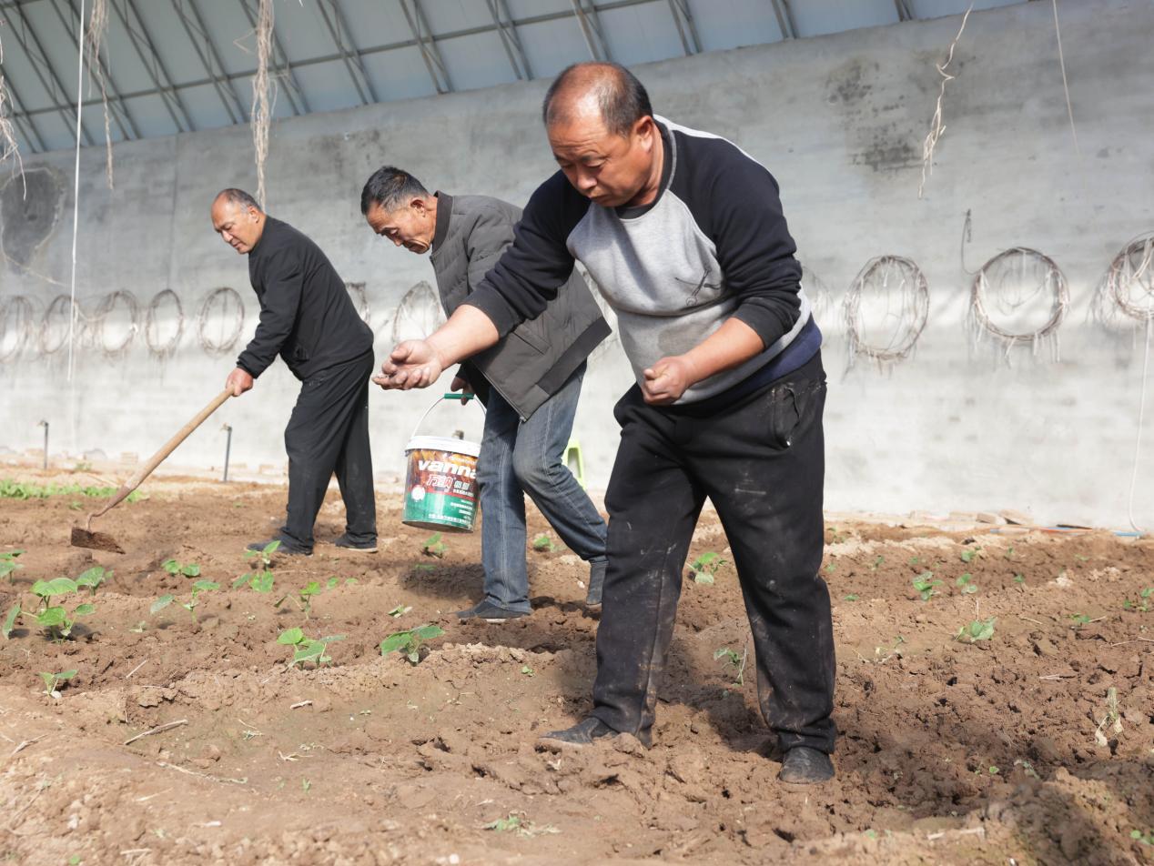 在沧州市新华区张家坟村蔬菜大棚里，村民正在施肥松土。杨晨摄