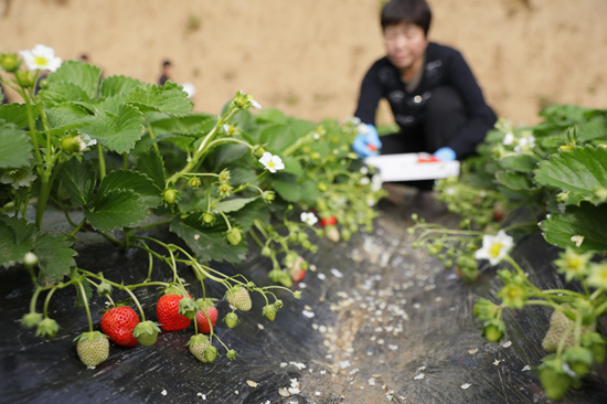 河北省顺平县草莓种植户正在采摘草莓。赵端摄