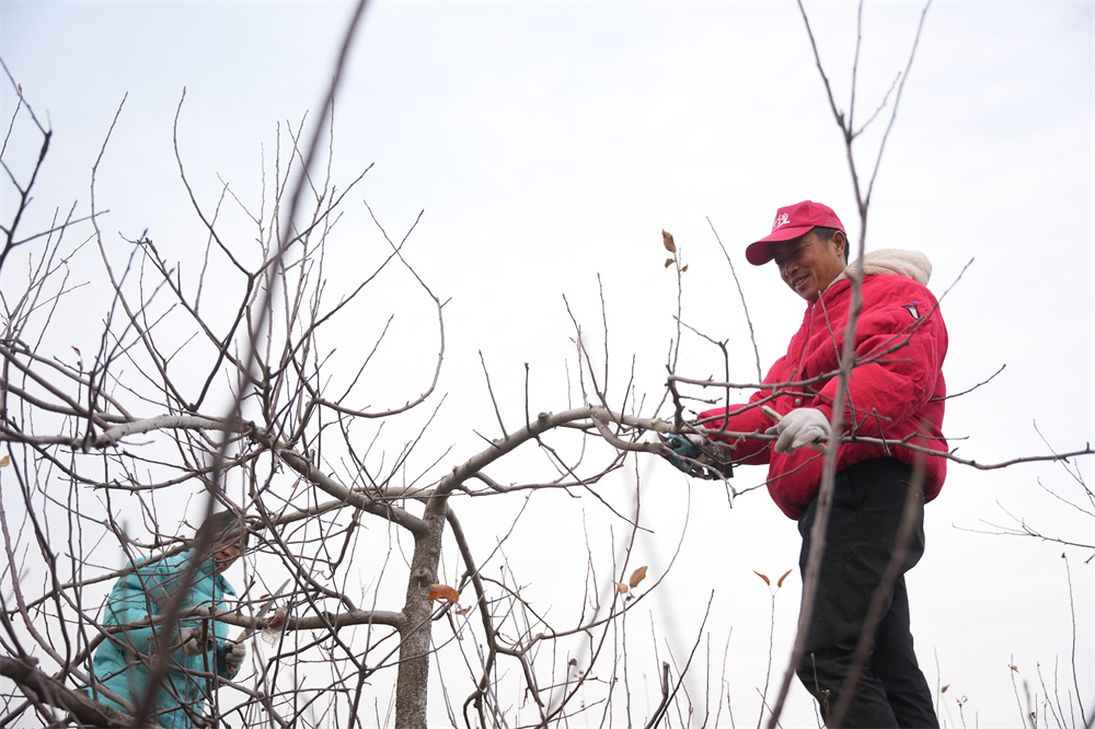 12月24日，在隆尧县牛家桥乡梅庄村苹果园里，果农们正在对果树进行冬剪和管护。王铄摄