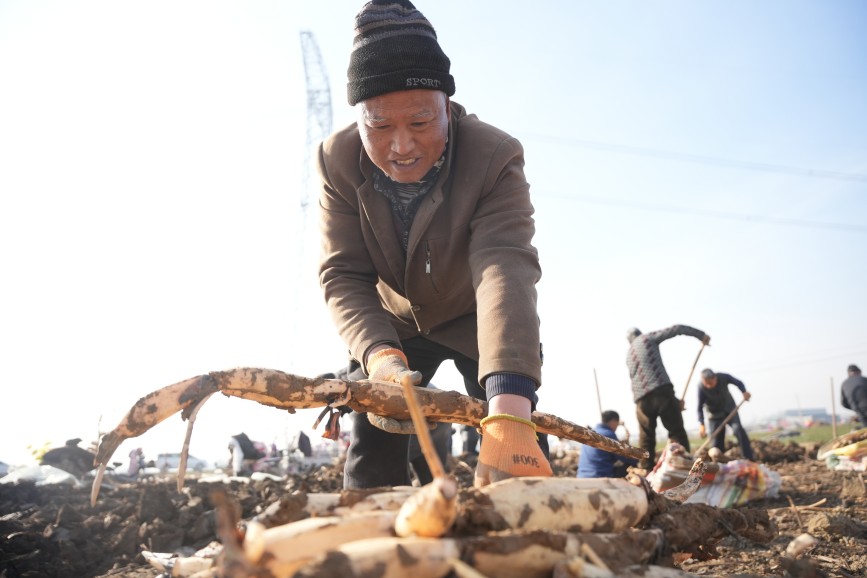 1月7日，在河北省隆尧县东良镇泽畔村莲藕种植基地，农民在采挖莲藕。王雪摄