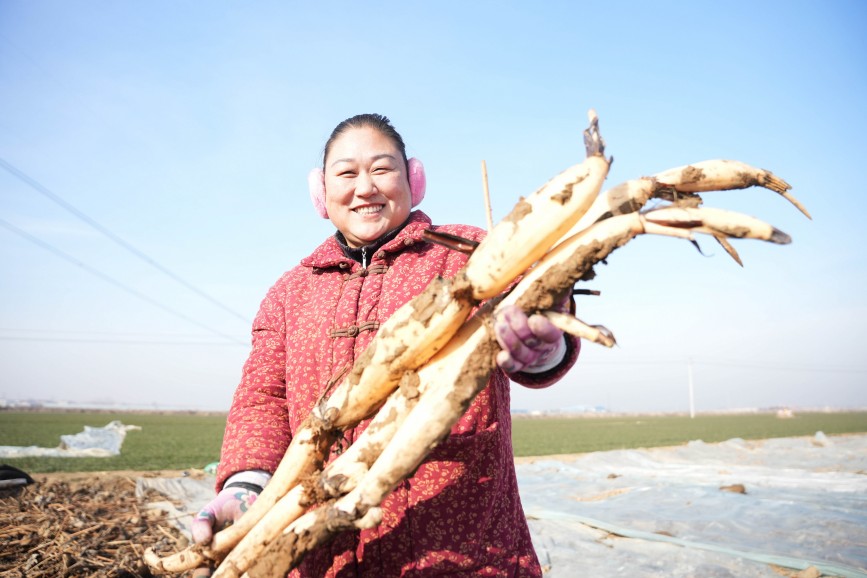 在河北省隆尧县东良镇泽畔村莲藕种植基地，农民展示采挖的莲藕。王雪摄