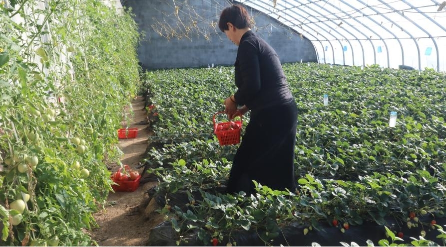 種植戶在溫室草莓大棚採摘顧客需要的草莓。實習生申政攝