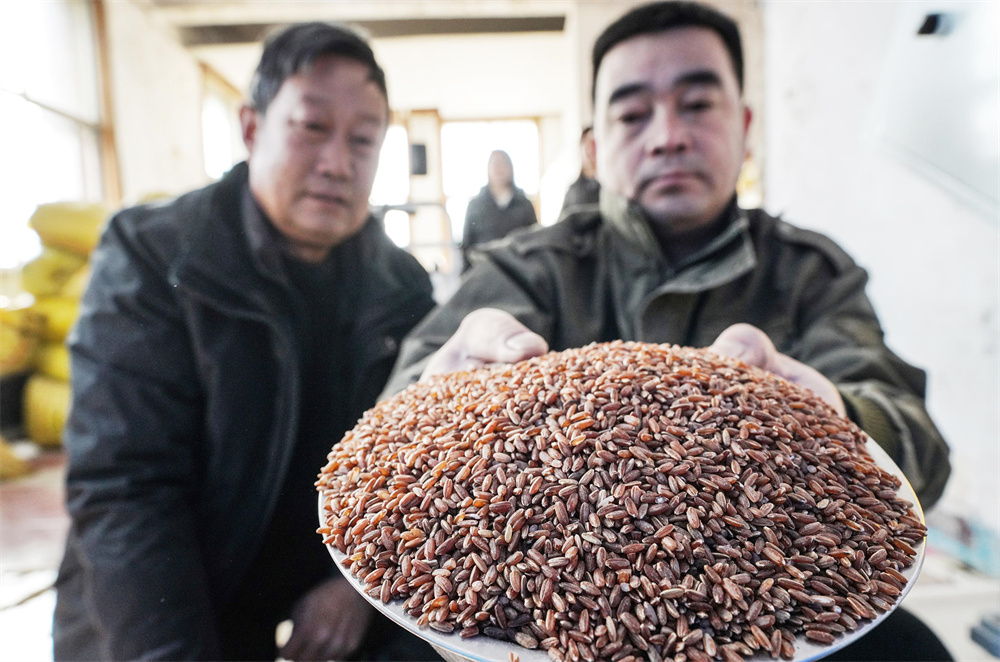 在楼子山村泉水稻加工基地，员工展示胭脂米。陈儒摄