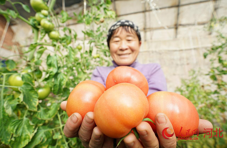 种植户喜收西红柿。人民网记者 周博摄