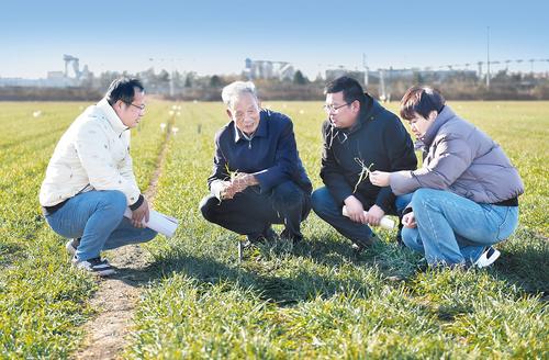 2月16日，在辛集市马兰农场，郭进考代表（左二）在试验田里进行技术指导。 本报记者 王木者摄