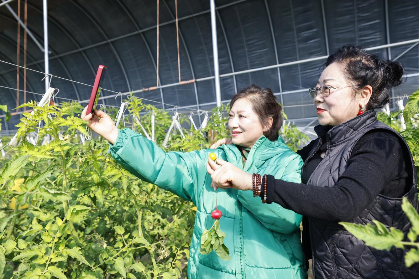 在沧州市新华区顾官屯村大棚，游客拍照留念。张子衡摄