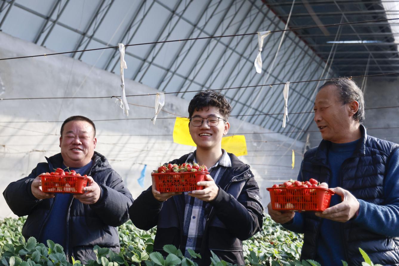 在沧州市新华区张家坟村草莓大棚,游客展示采摘成果。张子衡摄