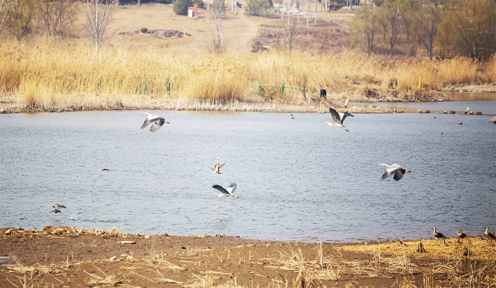 3月9日，河北省邯郸市园博园，白鹭、苍鹭、斑嘴鸭等在园博园西湖栖息飞翔。聂长青摄