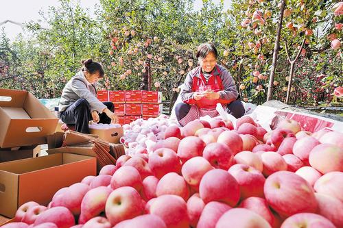 2024年10月28日，内丘县岗底村果农正在将收获的苹果分拣、装箱。（本报资料片） 本报记者 吕若汐摄