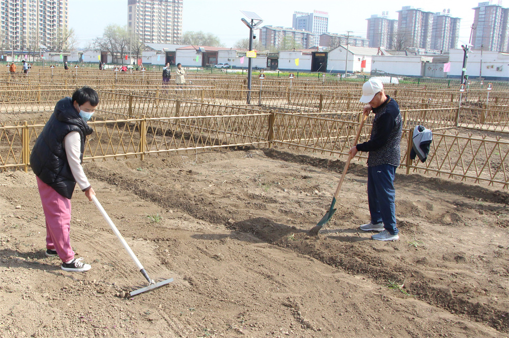 认养者在自己的菜园平整土地。杨瀰摄
