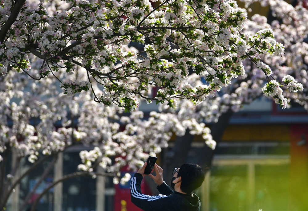 4月2日，市民在沧州市浮阳南大道拍摄海棠花。苑立伟摄