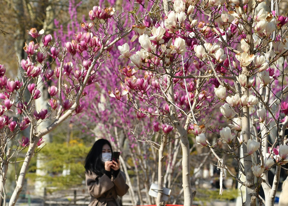 4月2日，市民在沧州名人植物园赏花。苑立伟摄