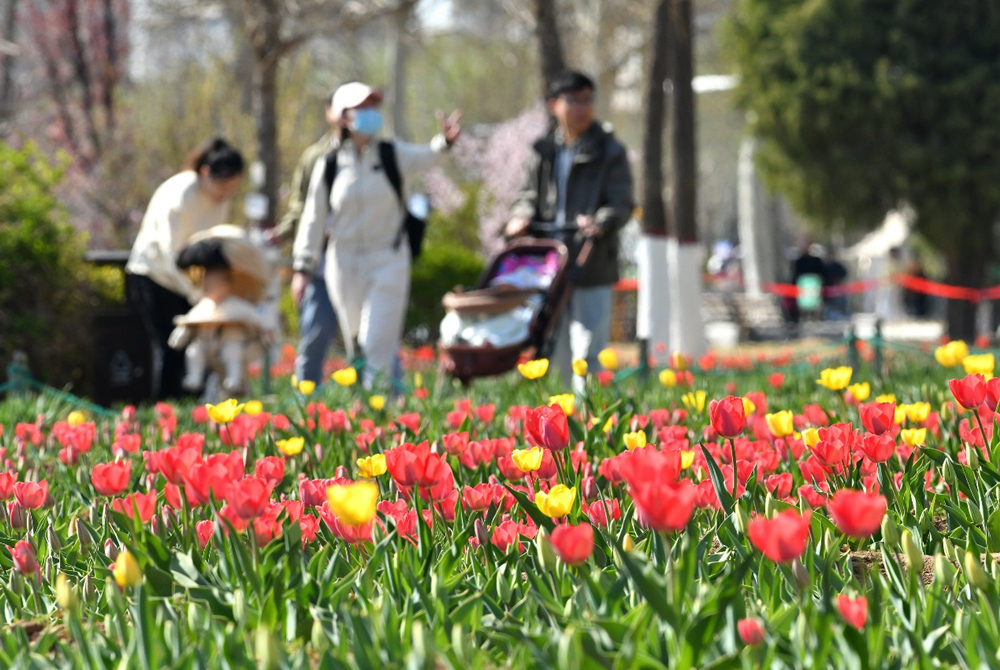 4月2日，市民在沧州名人植物园赏花。苑立伟摄