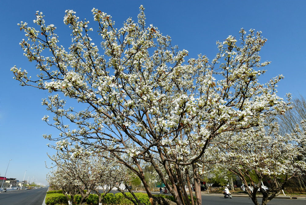 4月2日，沧州市黄河西路花开正艳。苑立伟摄