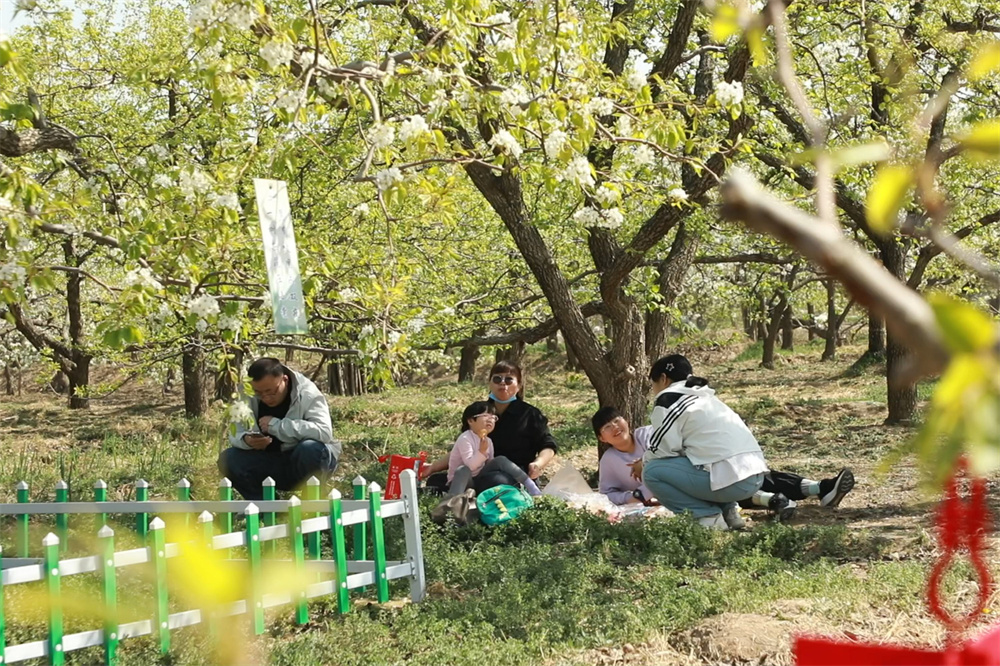 4月6日，游客在梨园中野餐休闲，享受春日的宁静与美好。马凯摄