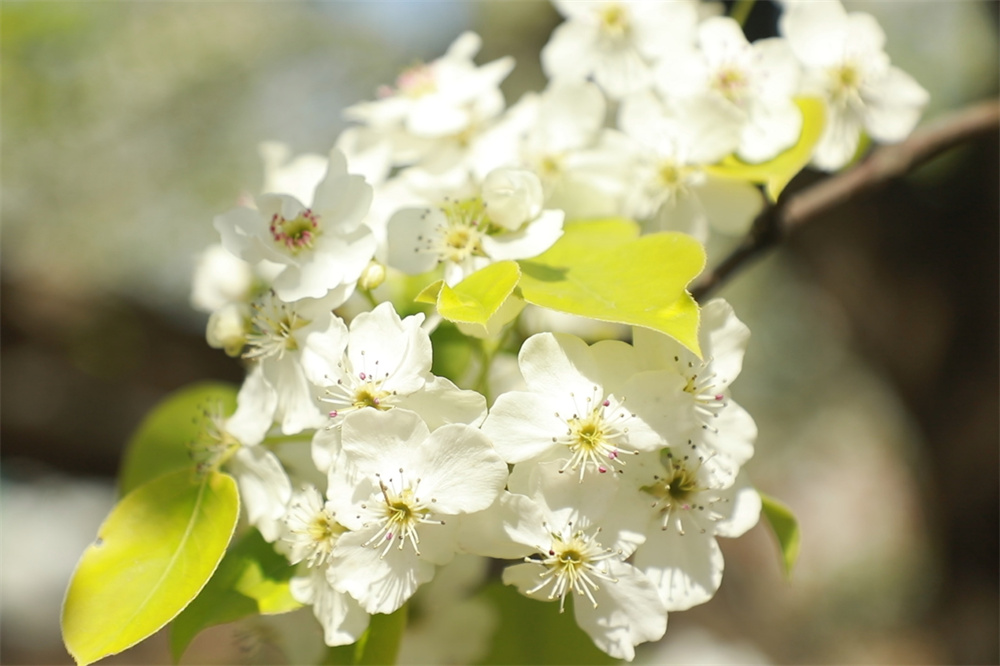 4月6日，千亩梨园内，梨花盛开如雪，花瓣洁白，花香四溢，展现了大自然的美丽与生机。马凯摄