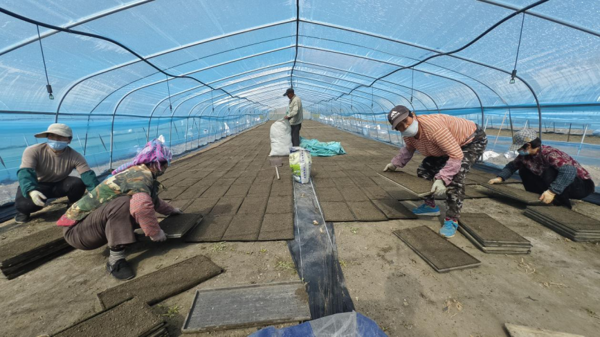 在豐南區岔河鎮麼義庄村,村民們在大棚裡進行水稻育苗。宋宇攝