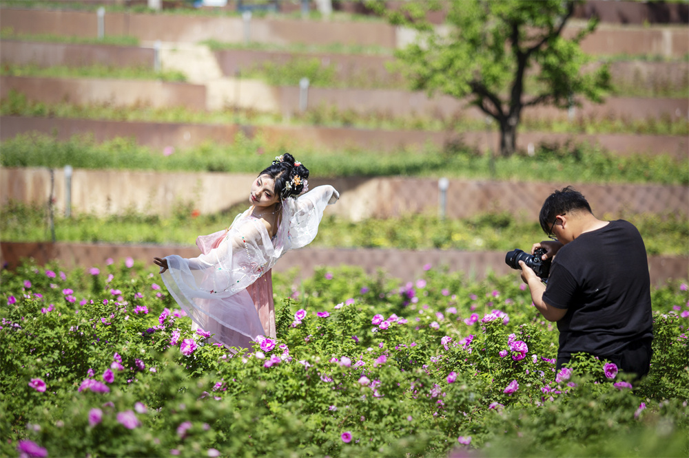 4月22日，河北省邯郸市园博园，游客在玫瑰花海拍摄打卡。聂长青摄