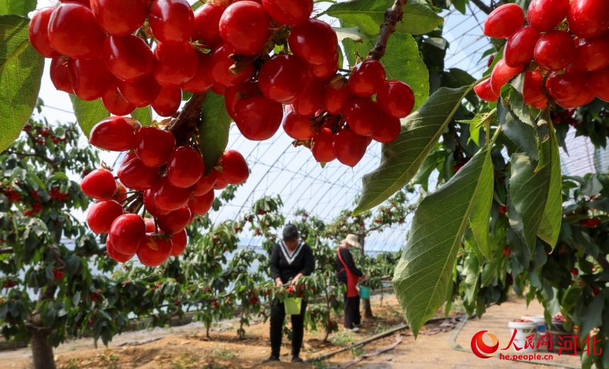 河北省秦皇島市盧龍縣雙望鎮櫻桃種植基地，工人們正在採收櫻桃。人民網記者 周博攝