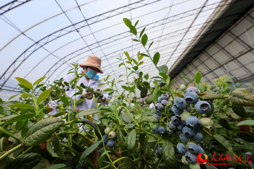 河北省秦皇島市盧龍縣劉田各庄鎮藍莓種植基地，工人們正在採收藍莓。人民網記者 周博攝