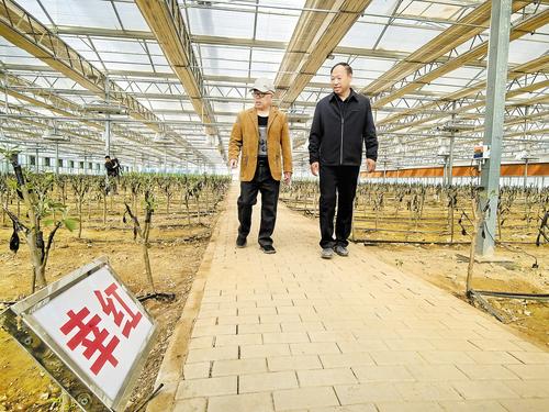 4月20日，张宇明（右）和苹果种植专家伊凯在智能日光育苗温室查看苹果新品种扩繁情况。 本报记者 陈宝云摄