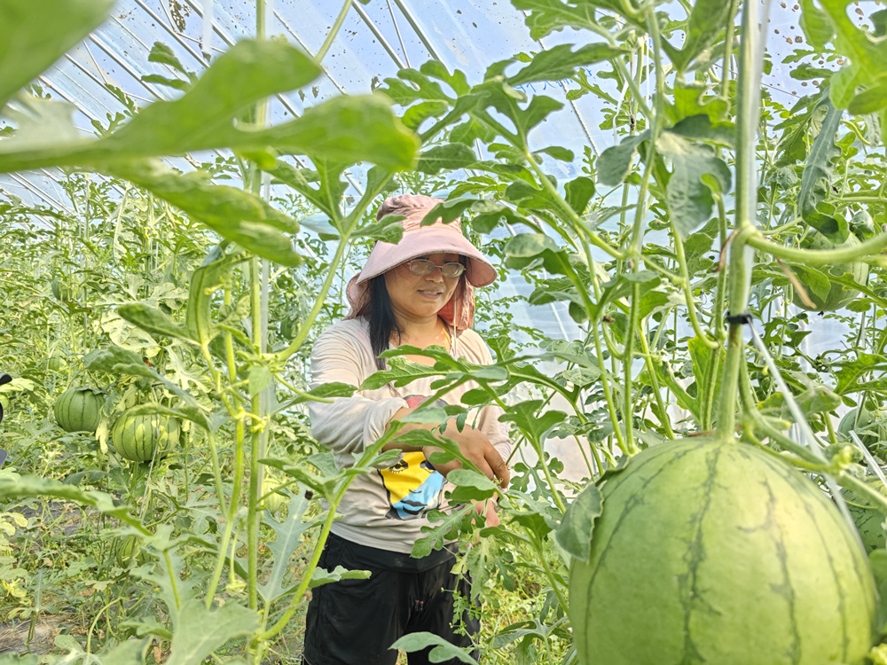 4月29日，游客在小张庄村大棚内采摘彩虹西瓜。田博摄
