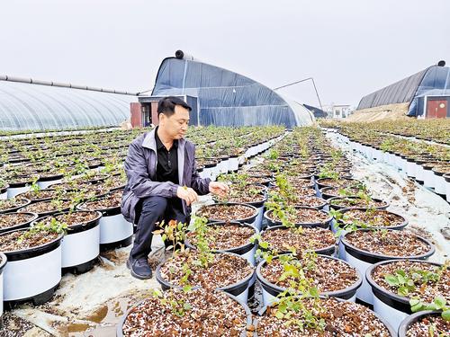 5月1日下午，北京新发地助力乡村振兴（冀州）示范园区，李军在大田里查看蓝莓秧苗长势。本报记者 焦磊摄