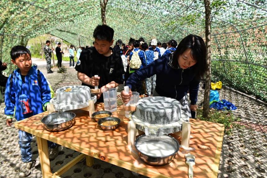 孩子们在大人指导下体验石磨豆浆技艺。张宝摄