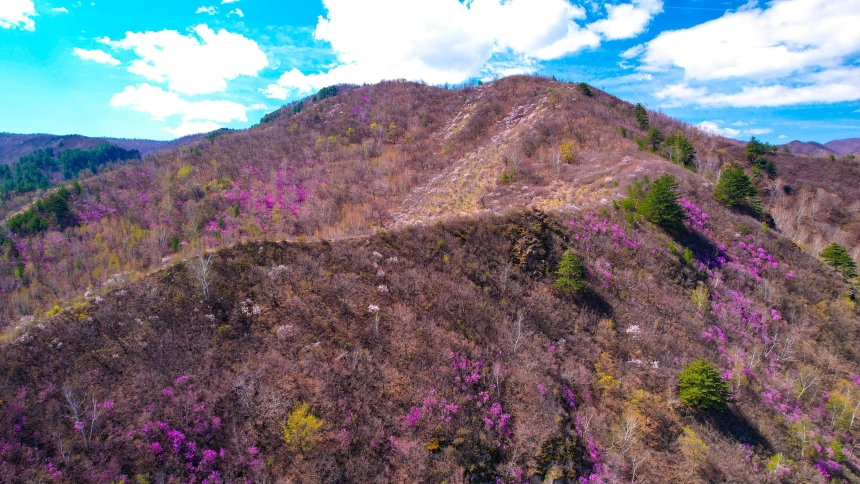 河北省围场满族蒙古族自治县大唤起乡山野间千亩野生映山红迎风绽放，粉紫色的花海将塞外群山装点得分外绚丽。孙占军摄