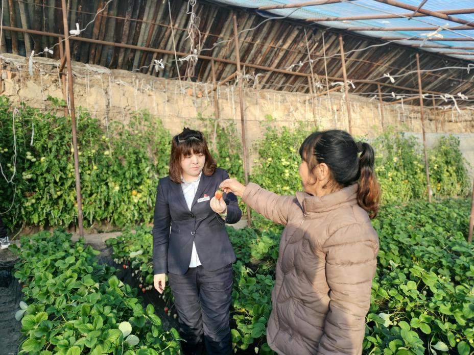 承德市双滦区偏桥子草莓种植大棚。孙美玲摄
