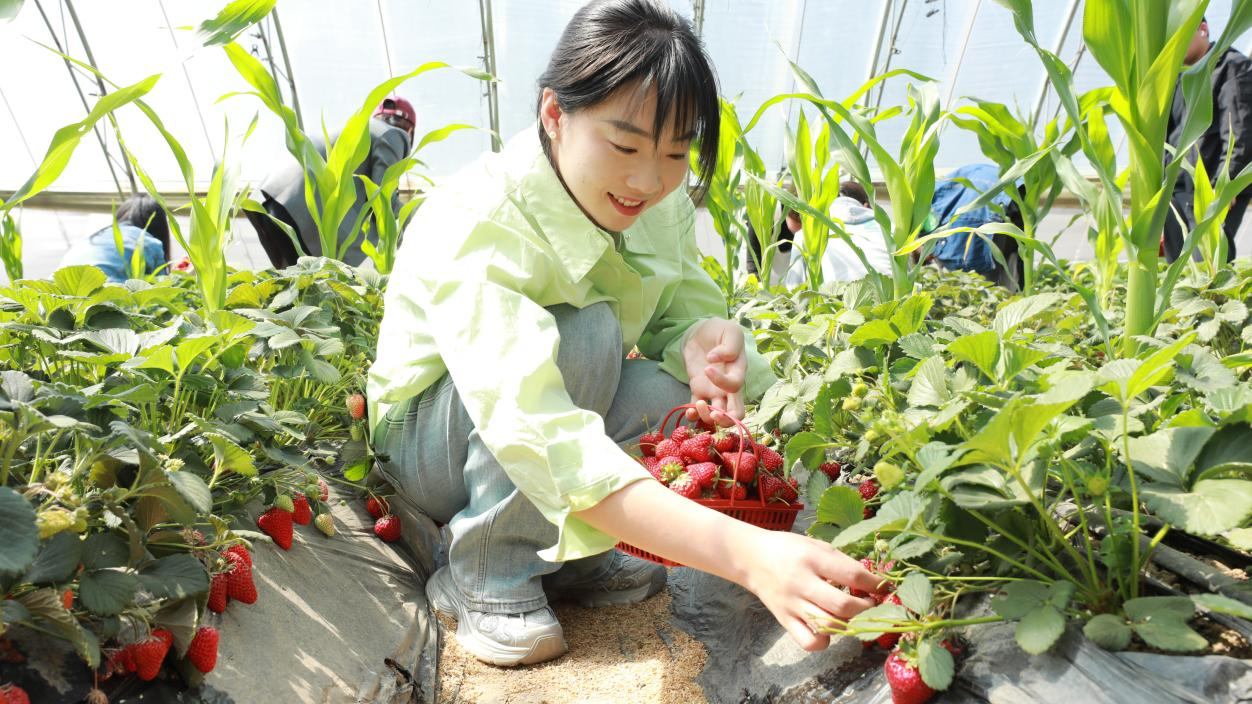 丰南区胥各庄镇岭子上村采摘园，村民在摘草莓。张良摄